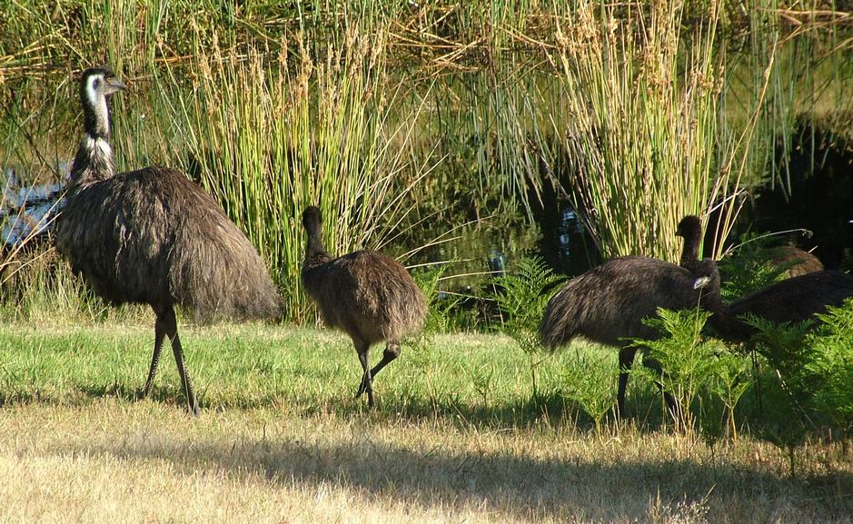 In Late Summer and early Autumn 2014 an Emu dad and eight of his chicks have been visiting the wetlands surrounding Grampians Paradise. On the day this photo was taken they could be see from the North Sites, across Valley Lake as they were feeding on the green grass and ferns. Emu dad and chicks seen from the North Sites of Grampians Paradise Camping and Caravan Parkland, on the edge of the Grampians National Park, Victoria, AUSTRALIA